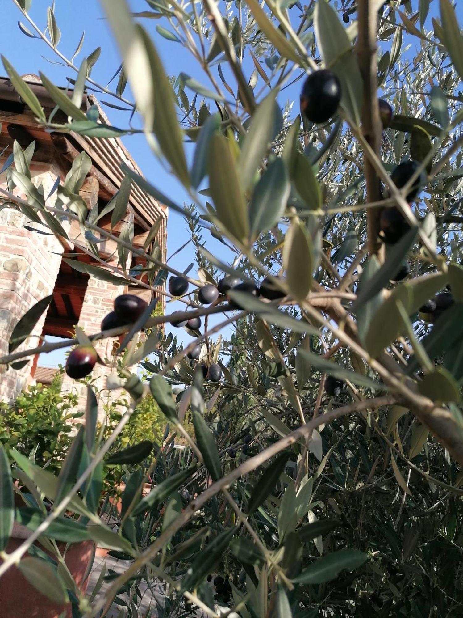 Agriturismo Borgo Stella Montespertoli Exterior photo